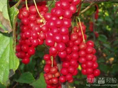 五味子价格探寻，一场心灵与自然的美妙旅程