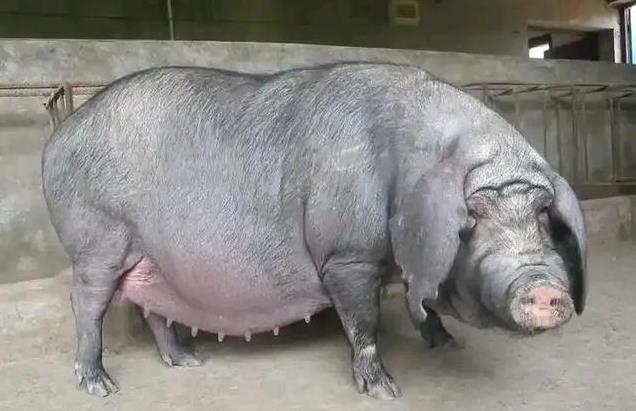 最新母猪品种介绍，探索猪妈妈的奇妙朋友圈