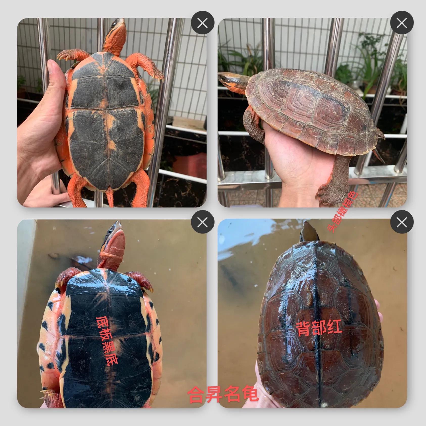 石金钱龟最新价格行情与前沿科技产品介绍，科技与生活共舞的新篇章
