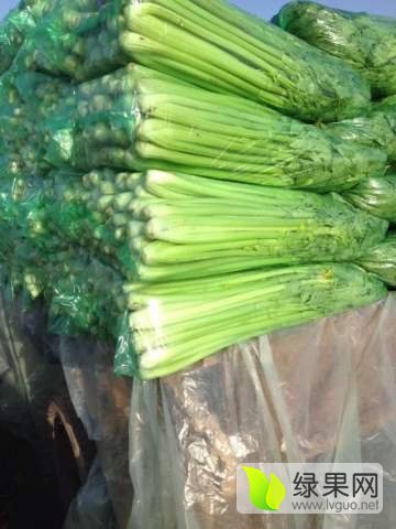 西芹最新价格行情分析与趋势预测